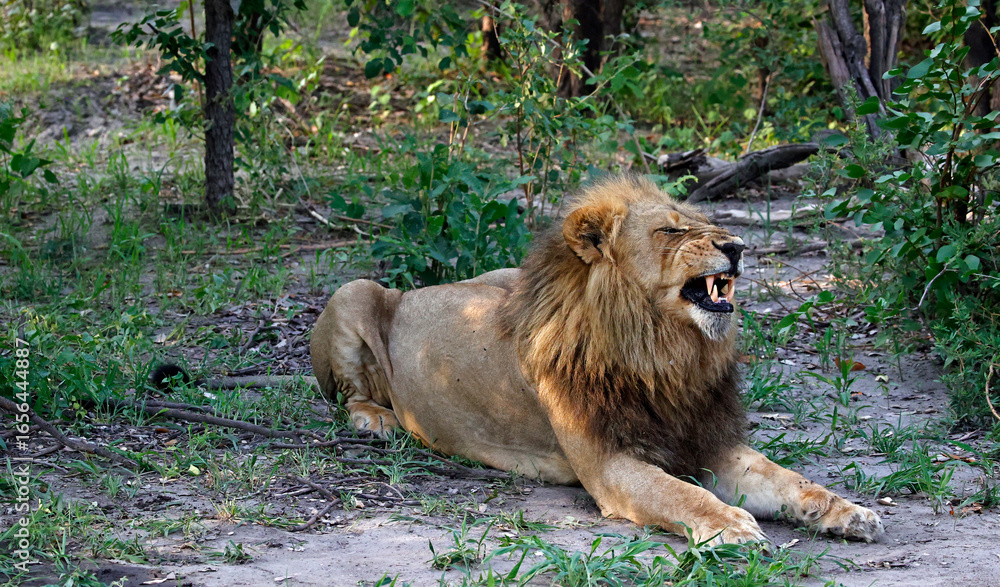 Naklejka premium Male lion resting in the shade