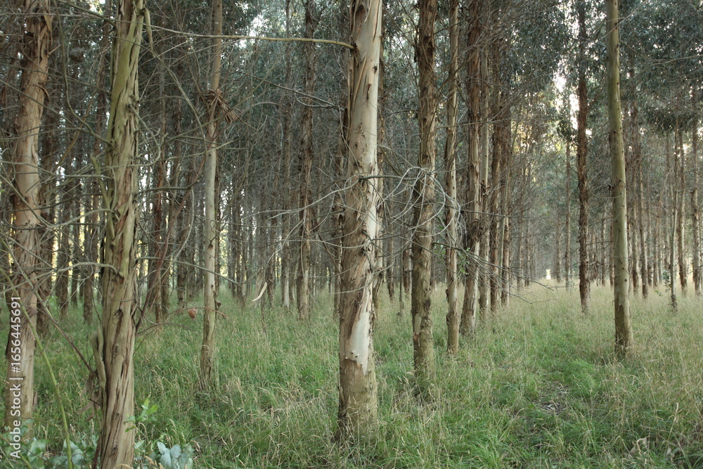 Fototapeta premium Warm, side light in a lonely forest