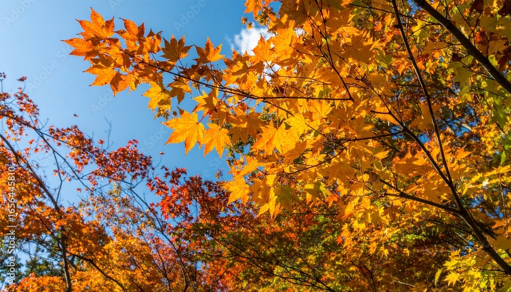 Golden autumn leaves shining brightly under sunlight and blue sky. Golden autumn leaves shining brightly under sunlight and blue sky.