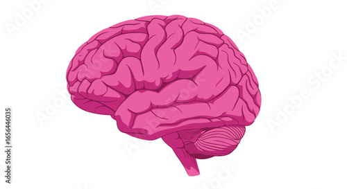 human brain isolated on white background