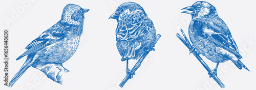 Set of European forest and garden birds. Chaffinch, Sparrow, black headed goldfinch. Engraved, hand drawn style, line art, hatching technique for wallpaper patterns and birdwatching. 