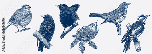 Hand drawn set with birds. Robin, blackbird, woodpecker, gold crest, starling. different species from European and Russian forests, engraving, hatching style done with ink pen. toile de juoy.
