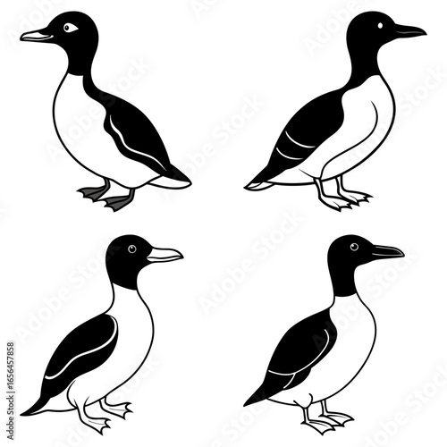 Illustration of four common murres in black and white standing in different positions on a white background