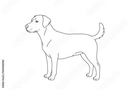 A line drawing depicts a dog with a short slightly curled tail standing in profile