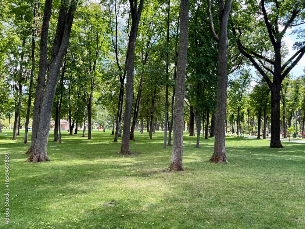 Obraz premium trees in the park