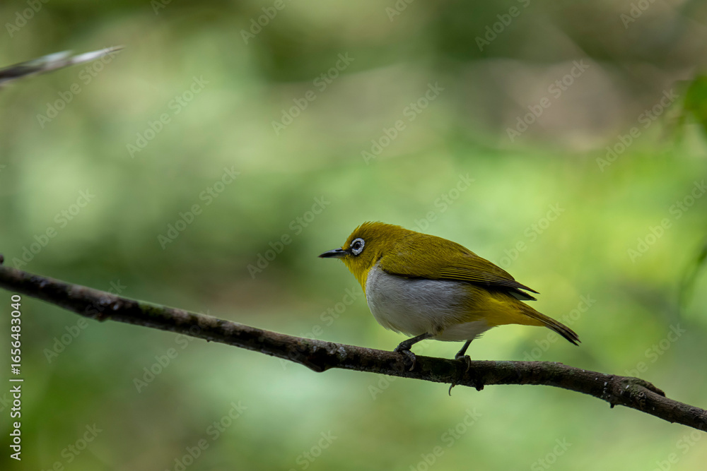 Fototapeta premium Sri Lanka white-eye bird perched on a branch. The small, vibrant bird has a y back and a white belly. Its most distinctive feature is the prominent white ring around its eye.