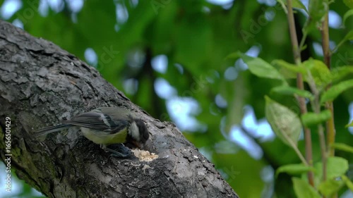 Great Tit eats food on tree (Parus major) - (4K)