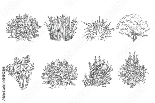 Black and white line drawings of various types of shrubs and plants