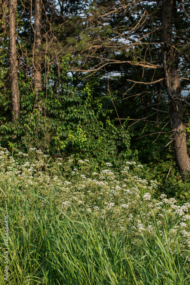 Fototapeta premium Beautiful scene of a forest with green trees and wild white flowers (Dacus Carota) in the foreground with dense foliage in New York, United States