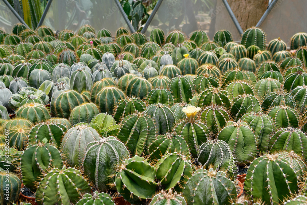 Fototapeta premium A vibrant display of various cactus species fills the greenhouse, featuring gymnocalycium, astrophytum, and melocactus plants arranged in neat rows. The setting highlights their unique forms