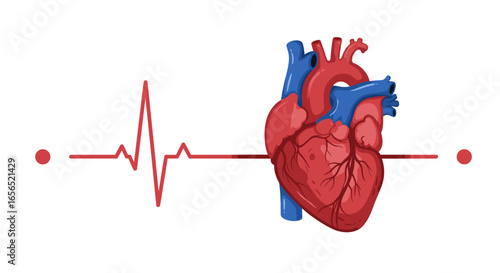 Understanding human heart anatomy diagram with ekg heartbeat for medical education and healthcare concept -