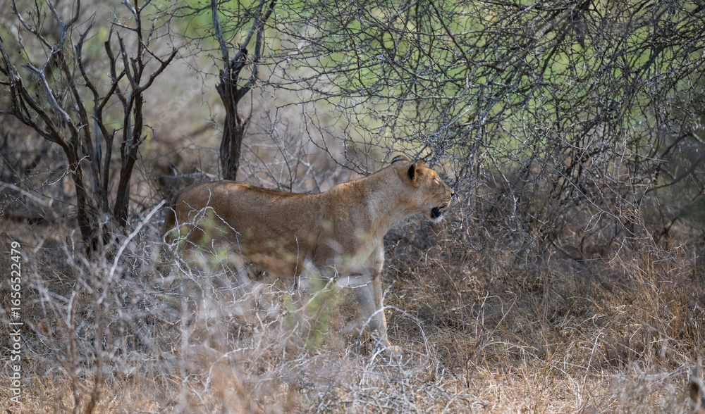 Obraz premium Löwin oder Löwe im Busch vom Krüger National Park - Kruger Nationalpark Südafrika