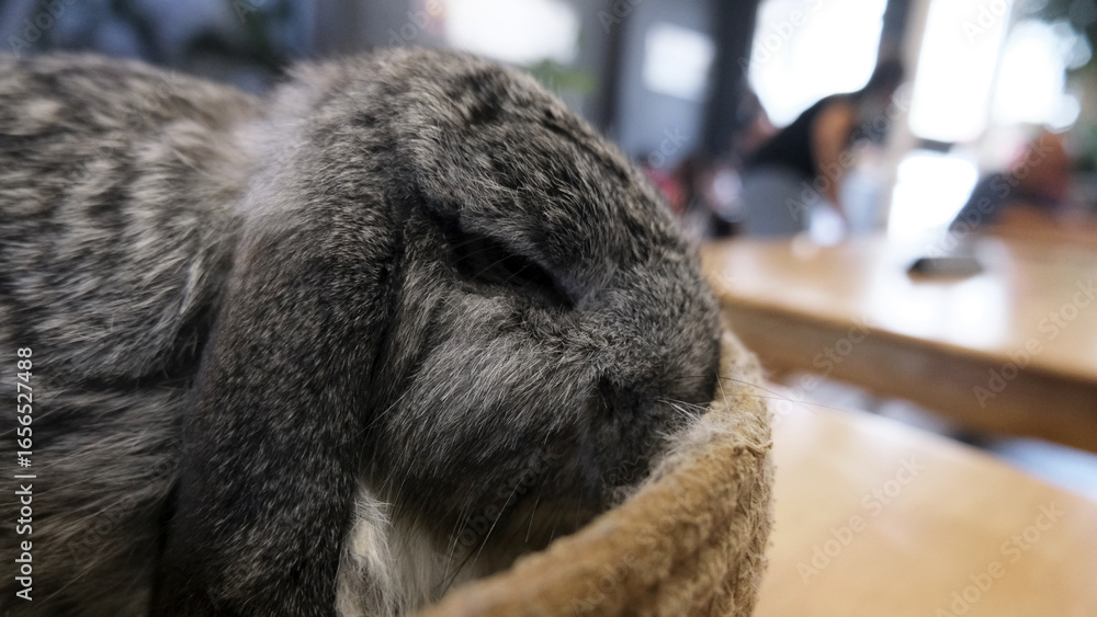 Obraz premium a close up look of cute gray holland lop bunny sleeping, relaxing inside of a brown wool basket at rabbit cafe. cute rabbit, lop eared rabbit breed. friendly bunny cafe in Penang, Malaysia