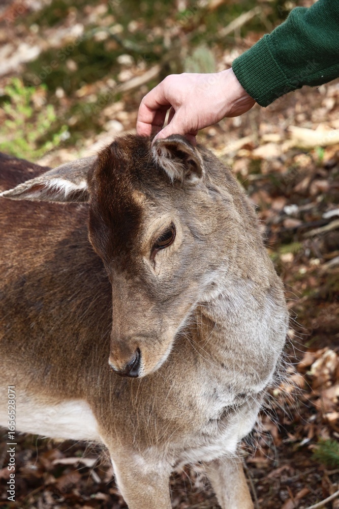 Fototapeta premium Gentle Touch Hand petting a deer in a serene outdoor setting.
