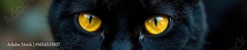 Intense gaze, black cat's yellow eyes, dark fur , sleek, black and yellow, spooky