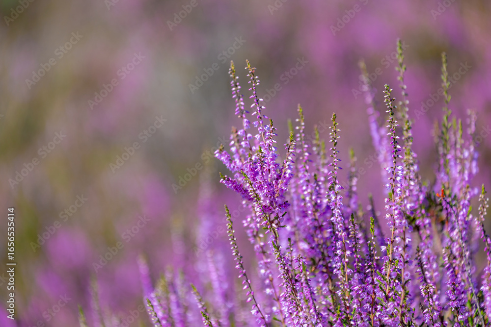 Obraz premium Selective focus bush of wild purple flowers Calluna vulgaris (heath, heide, ling or simply heather) is the sole species in the genus Calluna in the flowering plant family Ericaceae, Natural background