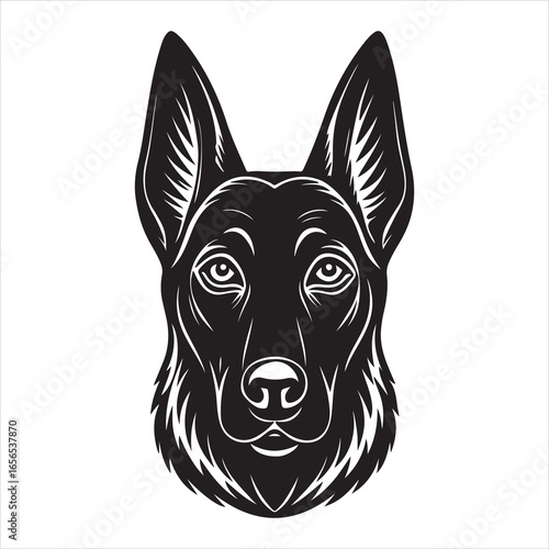 An Intense and Energetic Belgian Malinois, a Highly Trained and Athletic Working Dog Running and Leaping During an Exercise