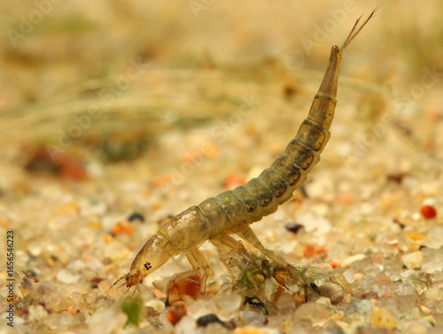 Foto Aquatic beetle larva (Dytiscidae) on the prowl for prey to eat, underwater perspective