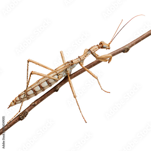 Wallpaper Mural Stick Insect mimicking a twig with legs outstretched, isolated on a transparent background. --v 7.0 Torontodigital.ca