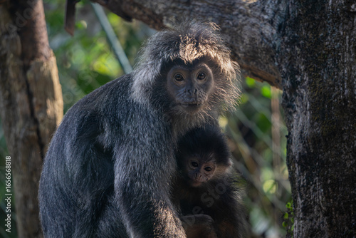 Tender moment between a mother Lutung Jawa / Lutung Budeng (Trachypithecus Auratus) monkey and her baby, captured with beautiful backlighting that illuminates their fur and a strong maternal bond.