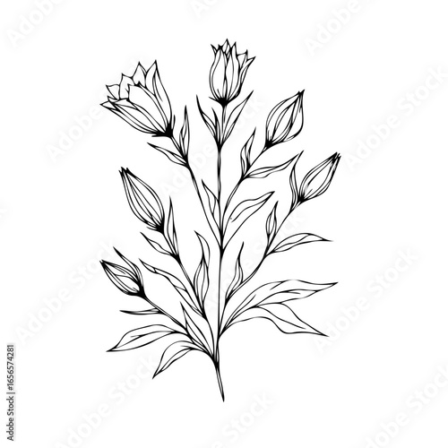 Flower illustration, Campanula Doodle Set. Vector bellflower plants. Line art flowers and Buds Drawing Outline stems, leaves, grasses, bouquet. Elegant Floral Collection Hand Drawn Botanical. 