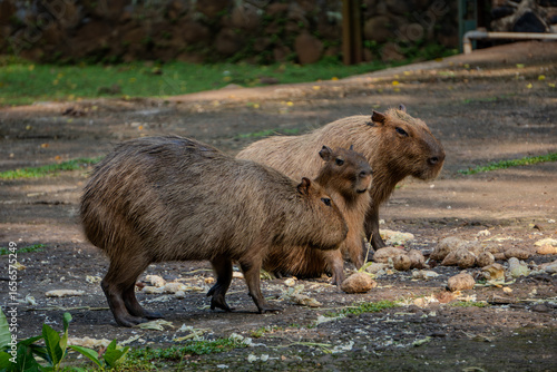 Two large capybaras stand on a concrete path in their enclosure, with a brown and white one in the foreground and a darker one behind it.