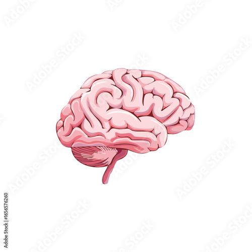Anatomical illustration of a human brain with lobes and anatomical structure for science medical education