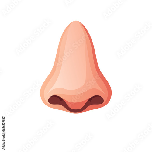 Human Nose Illustration Vector Anatomy, Human Body Parts, Nose Shape