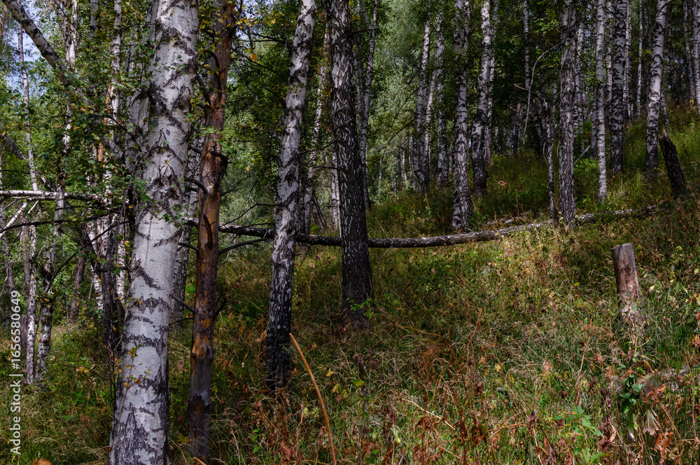 Fototapeta premium a forest with birch trees and a fallen tree