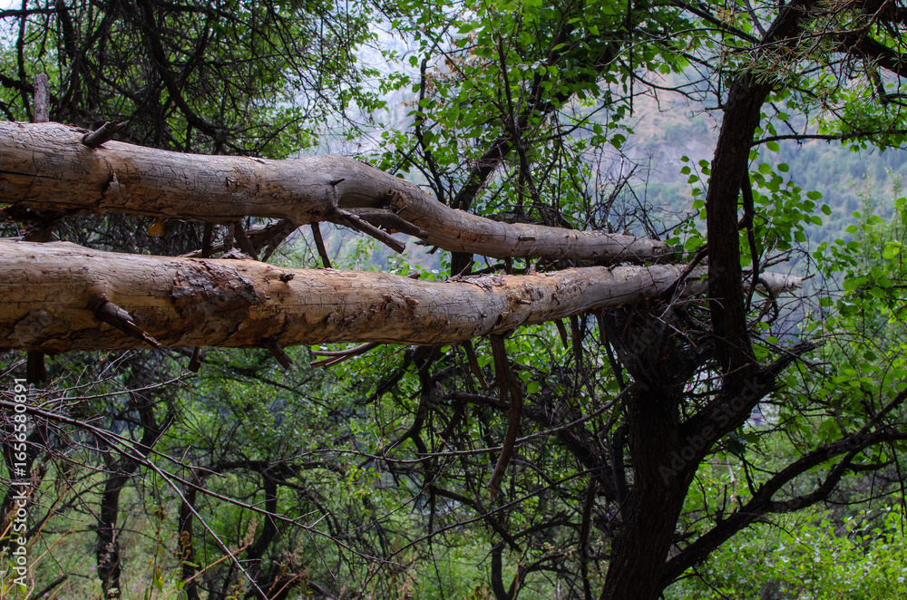 Fototapeta premium two brown dry tree trunks are lying on a dark tree in the forest