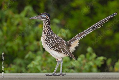 A greater roadrunner (Geococcyx californianus) walking and foraging.