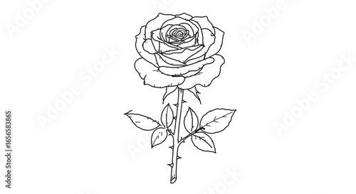Detailed rose flower drawing vector illustration for floral design and botanical art projects use one hundred