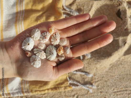 A hand holding numerous small seashells and sea urchin skeletons over a yellow and white striped beach towel