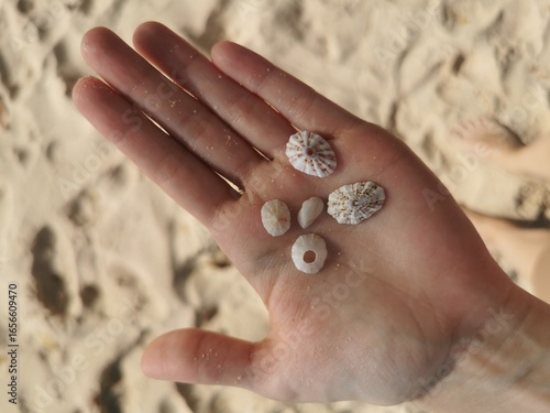 A hand gently holding a small collection of delicate seashells and sea urchin skeletons found on a sandy beach