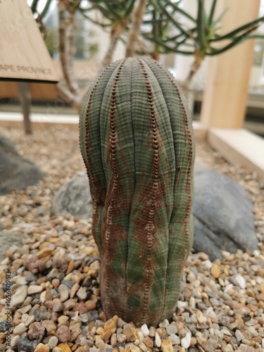 A close-up shot of a unique Euphorbia Obesa cactus, also known as baseball plant, with its ribbed, geometric form and earthy colours.