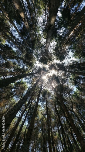 Sunlit canopy view of tall trees in dense forest