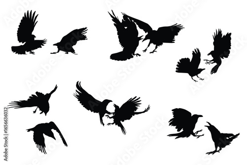 Flying and fighting  Raven and Crow silhouette birds in different poses on white background