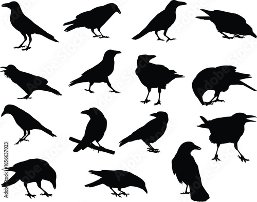 Flying Raven and sitting Crow silhouette birds in different poses on white background