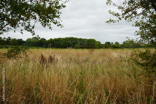 Tableau sur toile Beautiful autumn meadow with tall grass and woodland under overcast sky in Thurgarton, Nottinghamshire, England