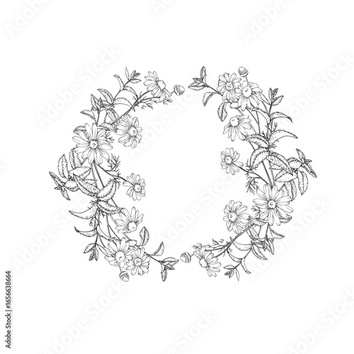 Calming tea herbs vector wreath hand drawn in ink. Graphic background with chamomile, linden and mint. Template for design of herbal tea and aromatic oils