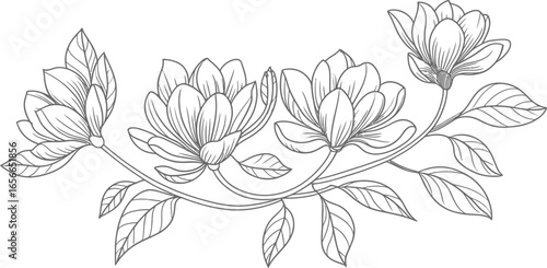 Elegant Floral Branch with Magnolia Flowers Line Art on White Background