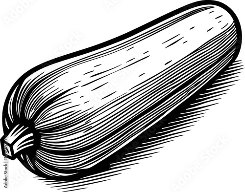 Zucchini isolated on white background, hand drawn vintage engraved illustration vegetable sketch, healthy cooking ingredient