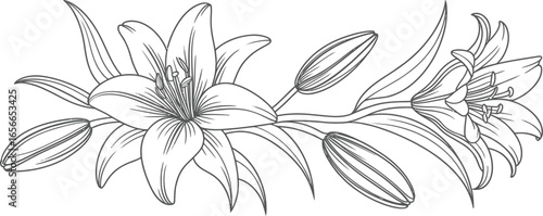 Elegant Lily Flowers Arrangement Outline with Detailed Petals on Transparent Background