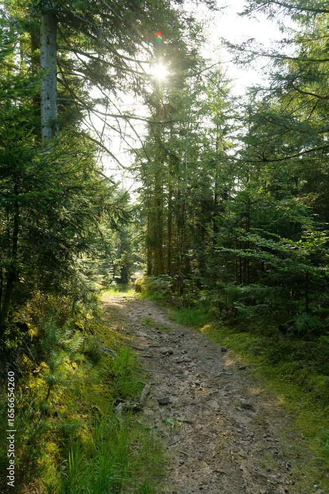 Fototapeta premium Chemin en forêt
