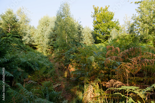 Fougères en forêt