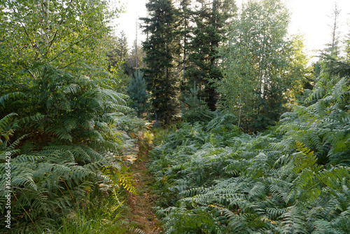 Fougères en forêt