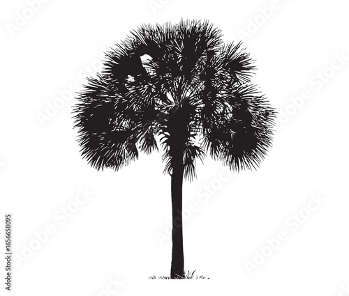 Palmetto tree silhouette on white background.