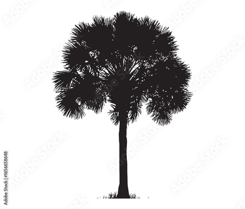 Palmetto tree silhouette on white background.