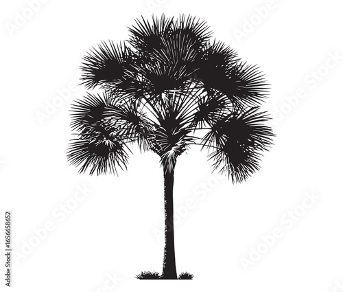 Palmetto tree silhouette on white background.