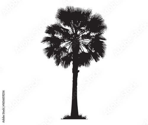 Palmetto tree silhouette on white background.